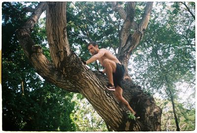 Low angle view of man climbing tree trunk in forest