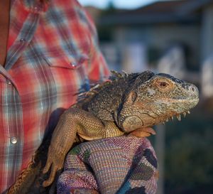 Midsection of woman holding iguana outdoors