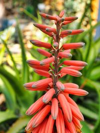 Close-up of red flowering plant