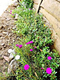 High angle view of purple flowering plants on field