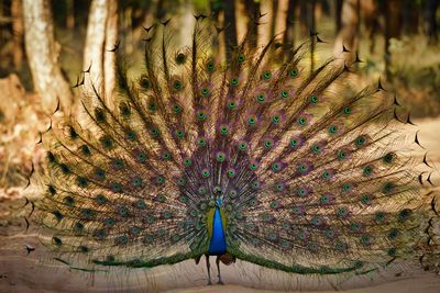 Close-up of peacock feathers