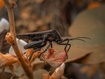 Close-up of insect on plant