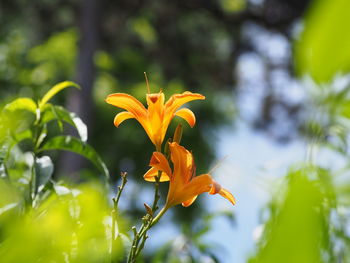 Close-up of orange flowers blooming outdoors