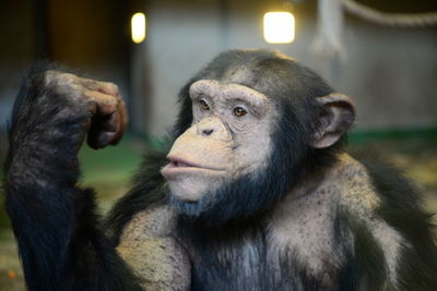 Close-up of monkey eating
