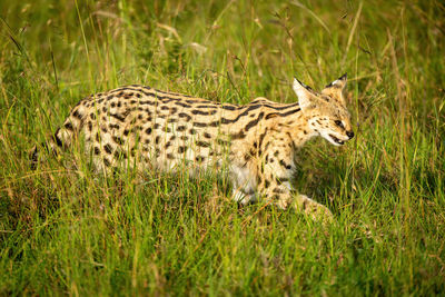 Serval walking through long grass lifting paw