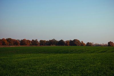 Scenic view of grassy field against clear sky