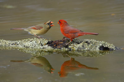 Birds perching on a lake