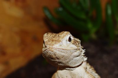 Close-up of lizard on rock