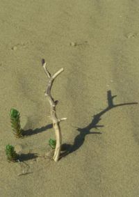 High angle view of lizard on sand