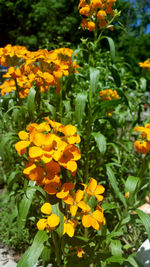 Close-up of yellow flower