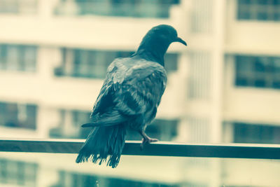 Close-up of bird perching on railing