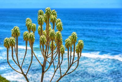 Close-up of plant against sea