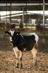 Cow standing on field in farm
