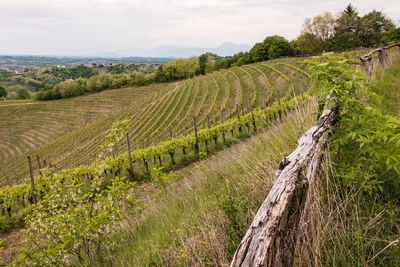 Scenic view of vineyard against sky