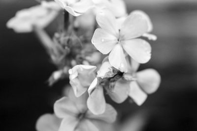 Close-up of pink flowers