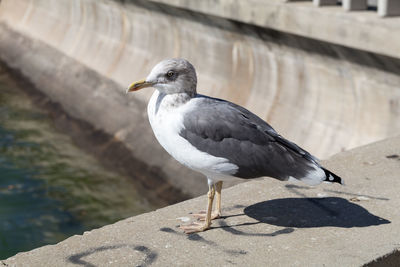 Close-up of seagull perching on wall