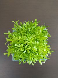 High angle view of plant on table