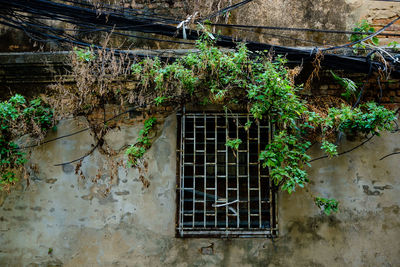 Close-up of ivy on building
