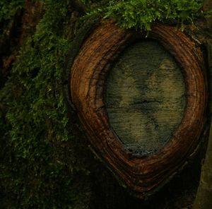 Close-up of tree trunk