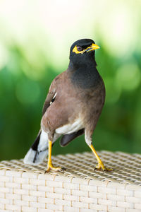 Close-up of bird perching