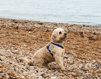 Dog on pebbles at beach