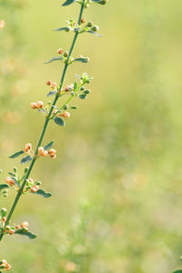 Close-up of flowering plant