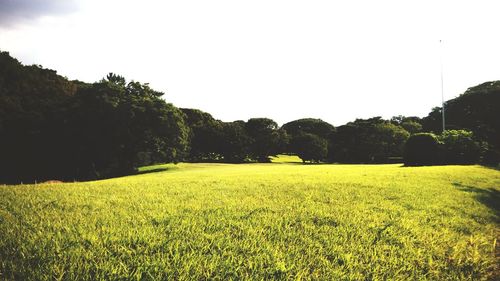 Scenic view of field against clear sky