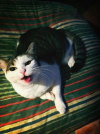 Close-up portrait of cat