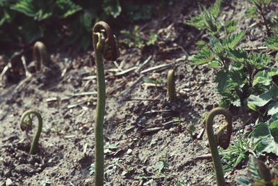 Close-up of plants