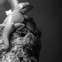 Close-up of lizard on rock