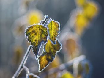 Close-up of leaf during winter