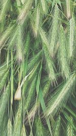 Full frame shot of green leaves