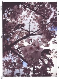 Low angle view of flowers blooming on tree