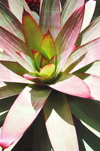 High angle view of succulent plant leaves