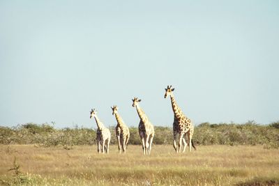 View of giraffe on field against sky