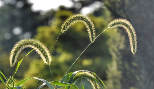 Close-up of fern growing on field