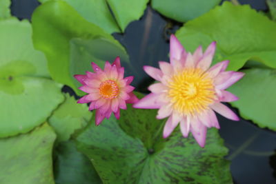 Close-up of pink lotus water lily