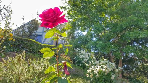 Low angle view of flowers on tree