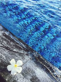 High angle view of swimming pool