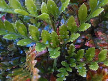 Close-up of wet plant