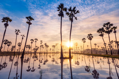 Silhouette palm trees by swimming pool against sky during sunset