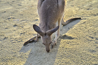 High angle view of deer on land