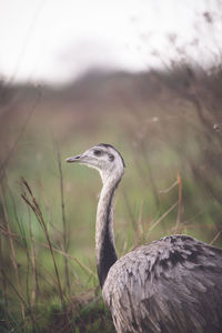 Close-up of a bird on field