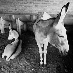 Horses on floor