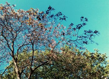 Low angle view of flower trees against clear blue sky