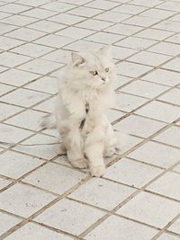 High angle view of cat sitting on footpath