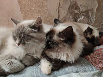 High angle view of cats resting
