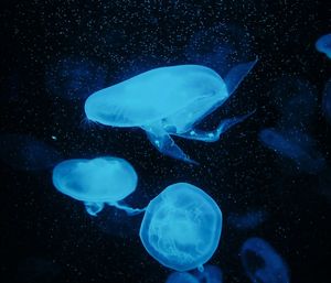 Jellyfish swimming in water against black background