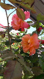 Close-up of pink flowering plants