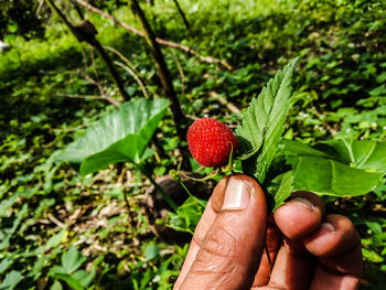 Cropped image of hand holding strawberry